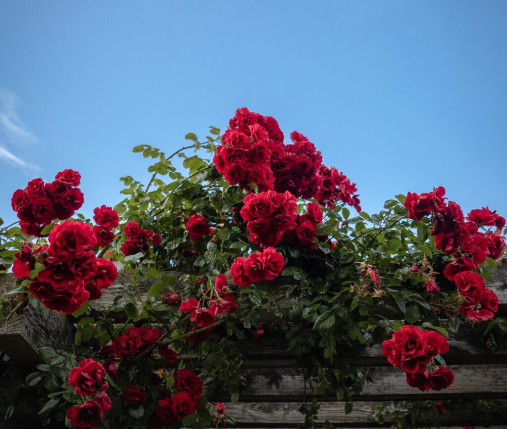 Writer Lawrence Ball reflects on the impact the Independent Living Program had on his life.