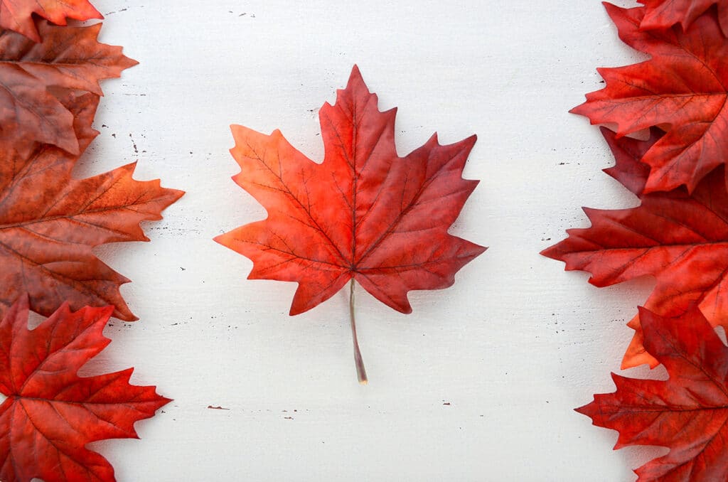 Red maple leaves on a white background, laid out in a pattern similar to the Canadian flag.